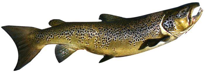 LANDLOCKED SALMON​ - Lac Holt Outfitter